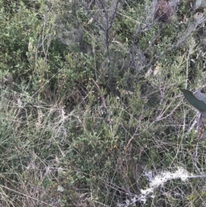 Hakea microcarpa at Cotter River, ACT - 6 Dec 2022 02:37 PM