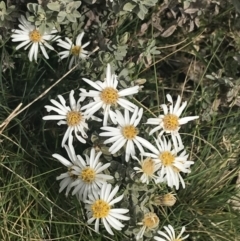 Olearia phlogopappa subsp. flavescens (Dusty Daisy Bush) at Cotter River, ACT - 6 Dec 2022 by Tapirlord