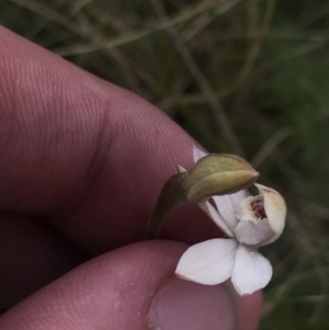 Caladenia alpina at Cotter River, ACT - 6 Dec 2022