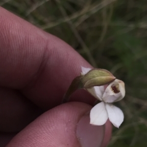 Caladenia alpina at Cotter River, ACT - 6 Dec 2022