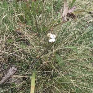 Caladenia alpina at Cotter River, ACT - suppressed