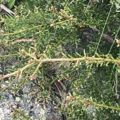 Podocarpus lawrencei (Mountain Plum Pine) at Cotter River, ACT - 6 Dec 2022 by Tapirlord