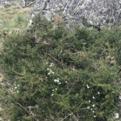 Podocarpus lawrencei at Cotter River, ACT - 6 Dec 2022 02:17 PM