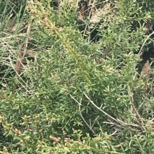 Podocarpus lawrencei at Cotter River, ACT - 6 Dec 2022
