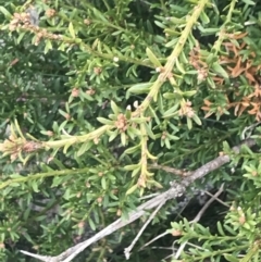 Podocarpus lawrencei at Cotter River, ACT - 6 Dec 2022