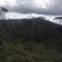 Eucalyptus pauciflora subsp. debeuzevillei (A Snow Gum) at Namadgi National Park - 6 Dec 2022 by Tapirlord