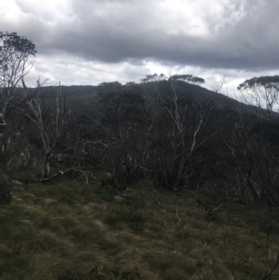 Eucalyptus pauciflora subsp. debeuzevillei (A Snow Gum) at Namadgi National Park - 6 Dec 2022 by Tapirlord