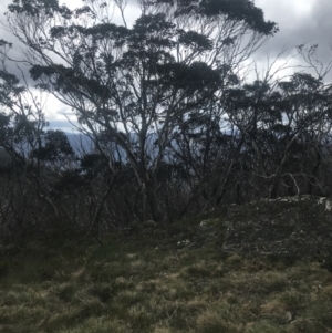 Eucalyptus pauciflora subsp. debeuzevillei at Cotter River, ACT - 6 Dec 2022