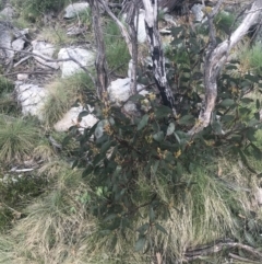 Eucalyptus pauciflora subsp. debeuzevillei at Cotter River, ACT - 6 Dec 2022