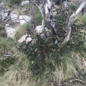 Eucalyptus pauciflora subsp. debeuzevillei at Cotter River, ACT - 6 Dec 2022