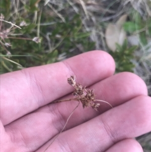 Luzula novae-cambriae at Cotter River, ACT - 6 Dec 2022