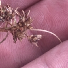 Luzula novae-cambriae at Cotter River, ACT - 6 Dec 2022