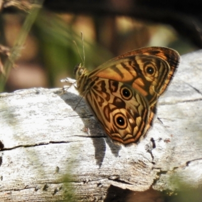 Geitoneura acantha (Ringed Xenica) at Wingecarribee Local Government Area - 18 Dec 2022 by GlossyGal