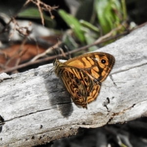 Geitoneura acantha at High Range, NSW - 18 Dec 2022