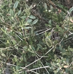 Podolobium alpestre at Cotter River, ACT - 6 Dec 2022 01:59 PM