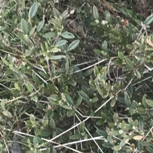 Podolobium alpestre at Cotter River, ACT - 6 Dec 2022 01:59 PM