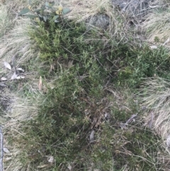 Podolobium alpestre at Cotter River, ACT - 6 Dec 2022 01:59 PM