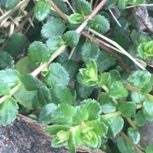 Gonocarpus montanus at Cotter River, ACT - 6 Dec 2022