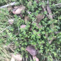 Gonocarpus montanus at Cotter River, ACT - 6 Dec 2022