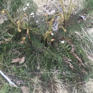 Polystichum proliferum at Bimberi, NSW - 6 Dec 2022