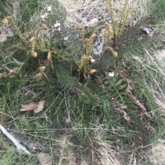 Polystichum proliferum (Mother Shield Fern) at Bimberi, NSW - 6 Dec 2022 by Tapirlord