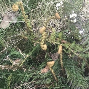 Polystichum proliferum at Bimberi, NSW - 6 Dec 2022 01:47 PM