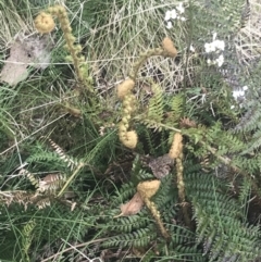 Polystichum proliferum at Bimberi, NSW - 6 Dec 2022