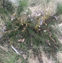 Polystichum proliferum at Bimberi, NSW - 6 Dec 2022 01:47 PM