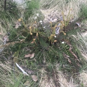 Polystichum proliferum at Bimberi, NSW - 6 Dec 2022 01:47 PM