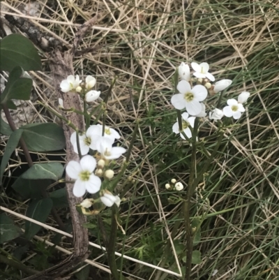 Cardamine lilacina (Lilac Bitter-cress) at Bimberi, NSW - 6 Dec 2022 by Tapirlord