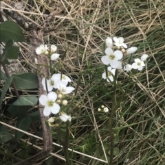 Cardamine lilacina (Lilac Bitter-cress) at Bimberi Nature Reserve - 6 Dec 2022 by Tapirlord