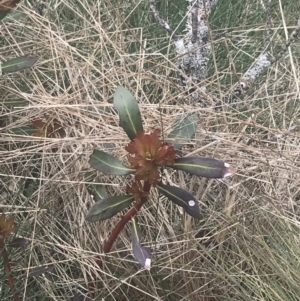 Tasmannia xerophila subsp. xerophila at Bimberi, NSW - 6 Dec 2022