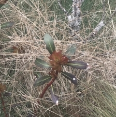 Tasmannia xerophila subsp. xerophila (Alpine Pepperbush) at Bimberi, NSW - 6 Dec 2022 by Tapirlord