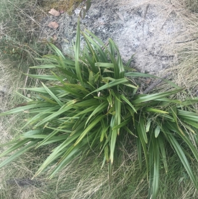 Dianella tasmanica (Tasman Flax Lily) at Cotter River, ACT - 6 Dec 2022 by Tapirlord