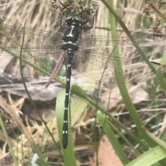 Eusynthemis guttata (Southern Tigertail) at Namadgi National Park - 6 Dec 2022 by Tapirlord