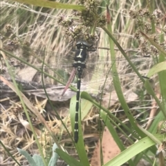 Eusynthemis guttata at Bimberi, NSW - 6 Dec 2022 01:24 PM