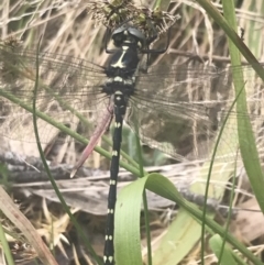 Eusynthemis guttata at Bimberi, NSW - 6 Dec 2022 01:24 PM