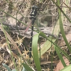 Eusynthemis guttata at Bimberi, NSW - 6 Dec 2022 01:24 PM