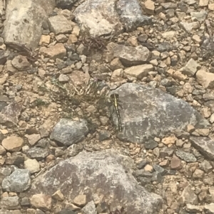 Austrogomphus guerini at Cotter River, ACT - 6 Dec 2022 01:14 PM