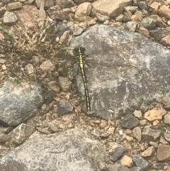 Austrogomphus guerini at Cotter River, ACT - 6 Dec 2022