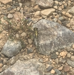 Austrogomphus guerini at Cotter River, ACT - 6 Dec 2022