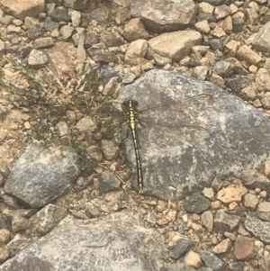 Austrogomphus guerini at Cotter River, ACT - 6 Dec 2022 01:14 PM