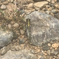 Austrogomphus guerini at Cotter River, ACT - 6 Dec 2022