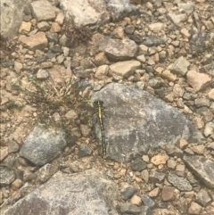 Austrogomphus guerini at Cotter River, ACT - 6 Dec 2022 01:14 PM