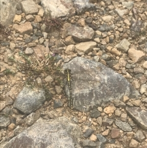 Austrogomphus guerini at Cotter River, ACT - 6 Dec 2022 01:14 PM