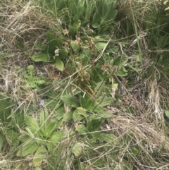 Plantago euryphylla (A Plantain) at Namadgi National Park - 6 Dec 2022 by Tapirlord