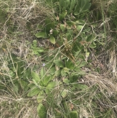 Plantago euryphylla at Cotter River, ACT - 6 Dec 2022