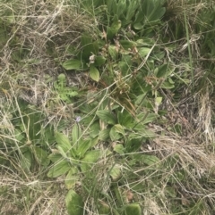 Plantago euryphylla at Cotter River, ACT - 6 Dec 2022