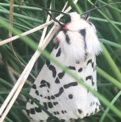 Ardices glatignyi at Bimberi, NSW - 6 Dec 2022