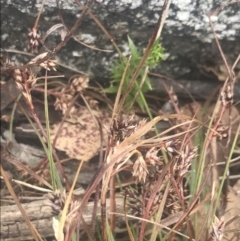 Luzula novae-cambriae (Rock Woodrush) at Namadgi National Park - 6 Dec 2022 by Tapirlord